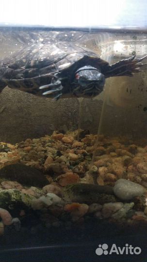 Чистка аквариума выезд