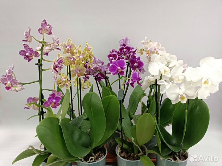 Орхидеи фаленопсис миди