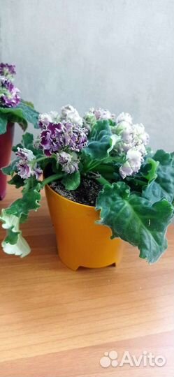 Сортовые фиалки большие и маленькие