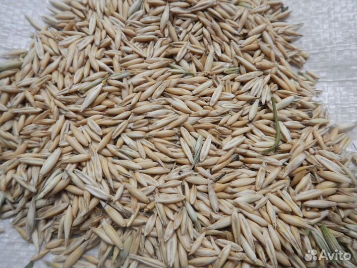 Пшеница, oвес, ячьмень, кукуруза, сено