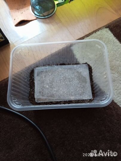 Гриндольский червь