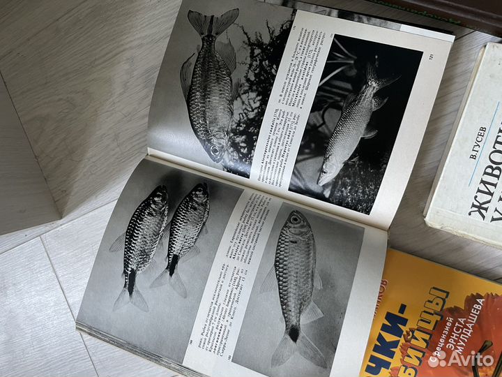 Книги о рыбах домашних животных еде здоровье
