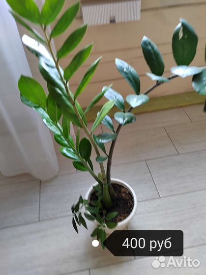 Комнатные цветы