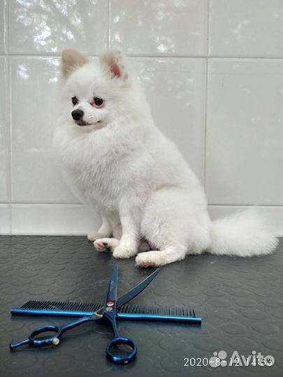 Стрижка собак и кошек (Грумер, Ветеринар)