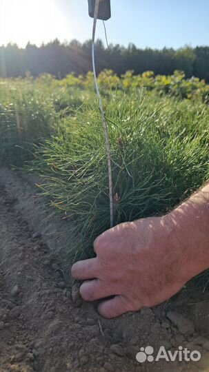 Сеянцы ели окс