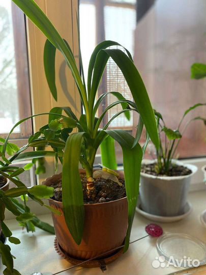 Пальма юкка