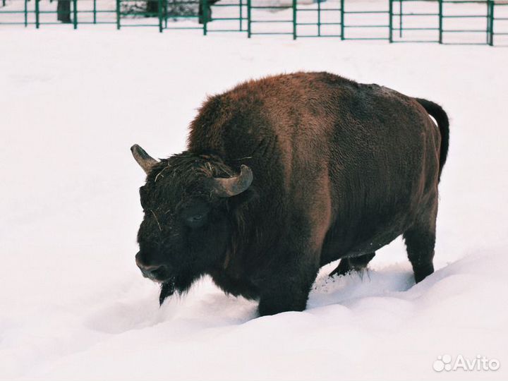 Экскурсия — Сочи — В мире животных Кавказа