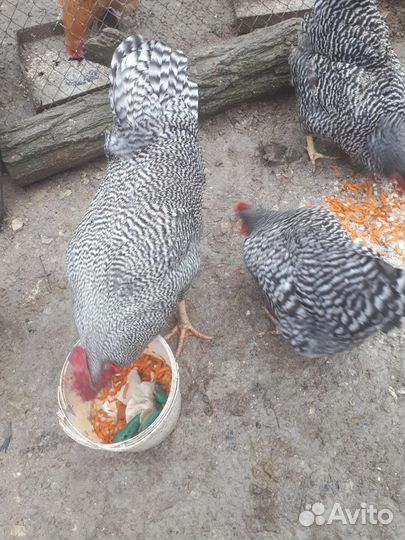 Инкубационное яйцо