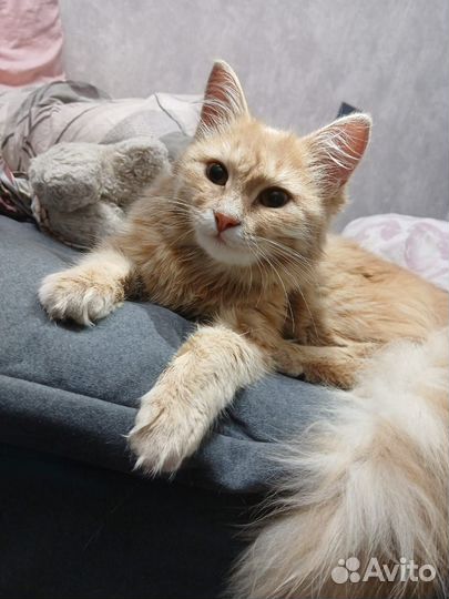 Потеряшка котенок девочка 5-6 мес