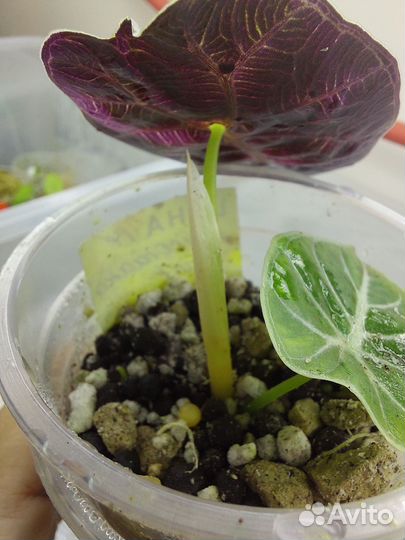 Алоказия вариегатная