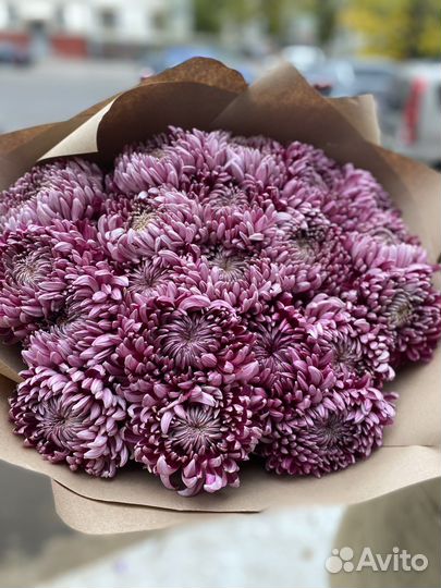 Хризантема шаровидная, хризантема