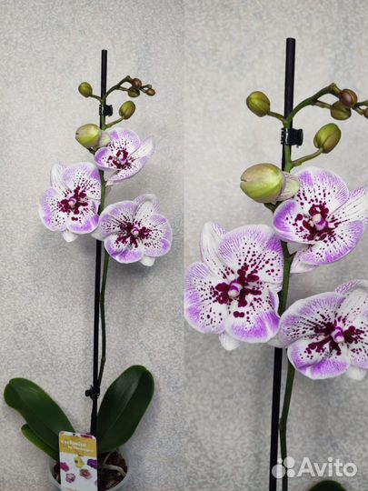 Орхидея фаленопсис