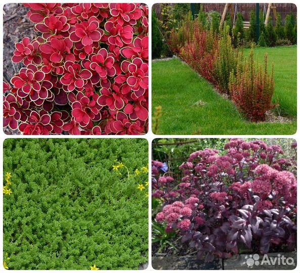 Пузыреплодник, очиток, барбарис, тысячелистник