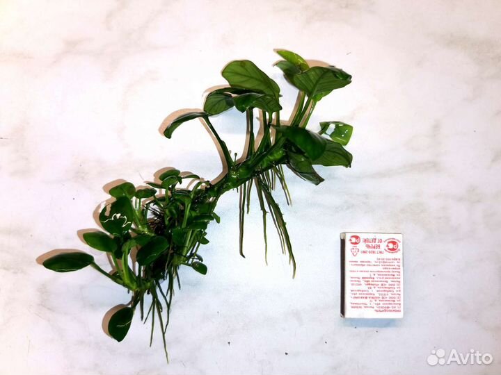 Коридорас золотистый, анубиас, моллинезия жёлтая