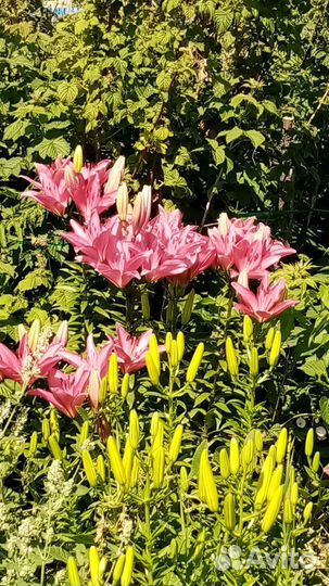 Лилии луковицы ла гибриды