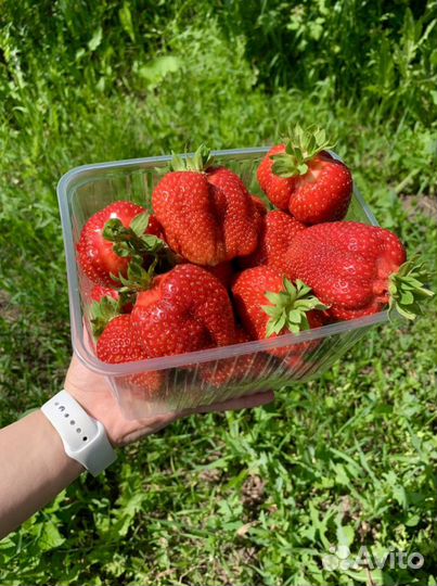 Рассада клубники Липецкая обл