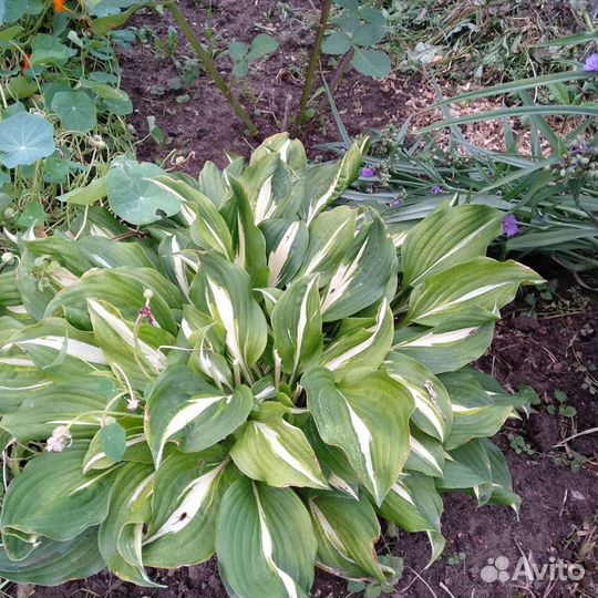 Дербенник, гилениум, японский глад., Бергамот