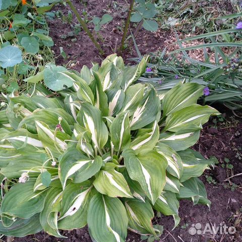 Дербенник, гилениум, японский глад., Бергамот