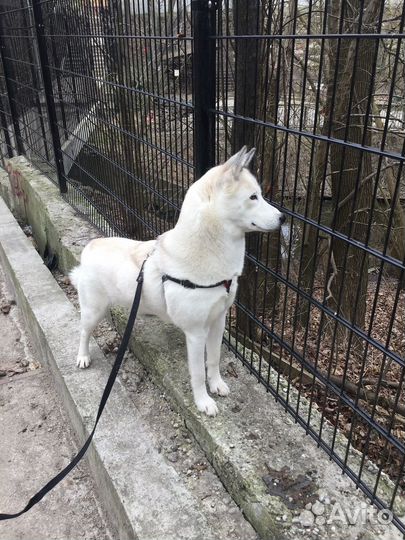 Хаски бесплатно