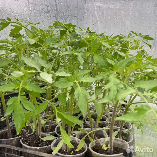 Рассада помидор перцев огурцов цветов клубника