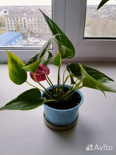 Комнатные растения цветы