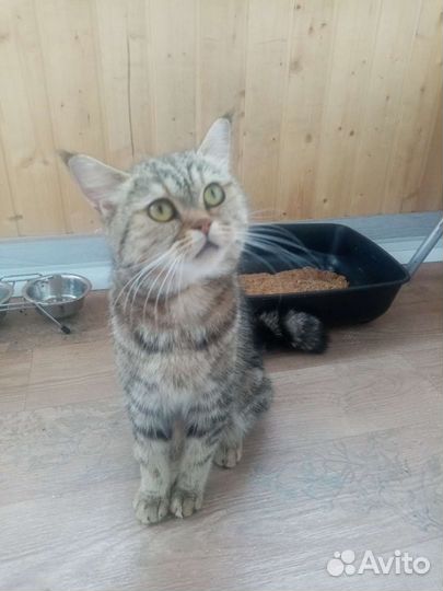 Отдам шотландскую кошечку