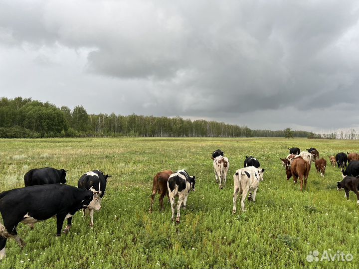 Коровы, телята быки