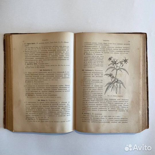 П. Маевский. Флора средней России. 1895 г