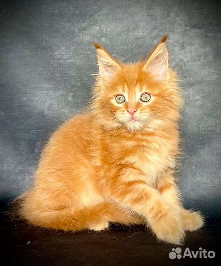 Мейн-кун крупные котята