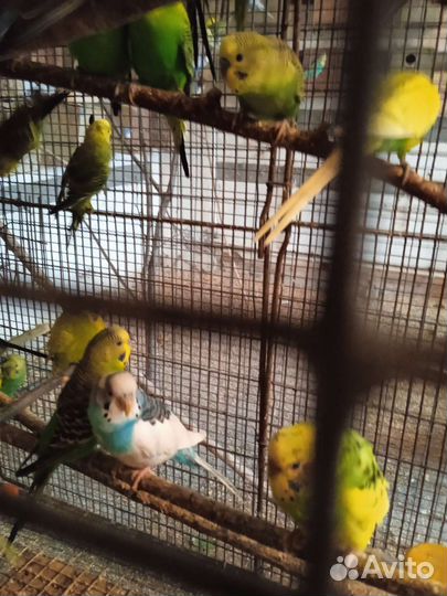 Волнистый попугай