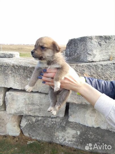 Щенята в добрые руки