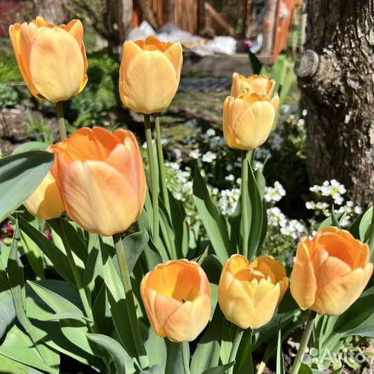 Тюльпаны луковицы