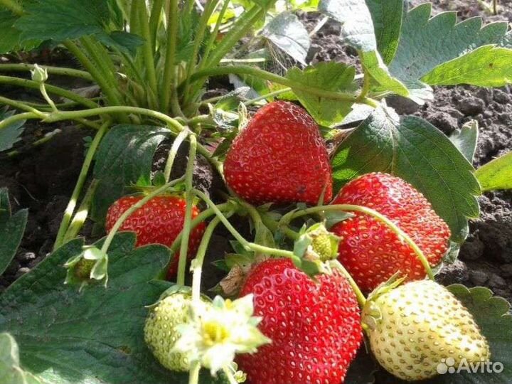 Рассада клубники