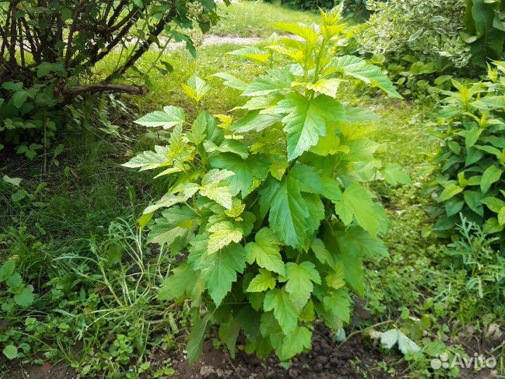 Кустарник пузыреплодник (голд) куст