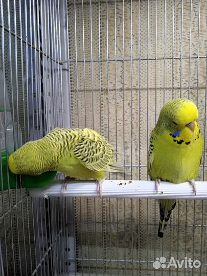 Волнистые попугаи