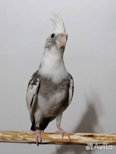 Ручная Корелла безщекий птенец (пестрый)