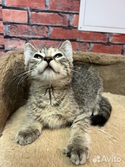 Котенок девочка Мия 2,5 мес ищет дом