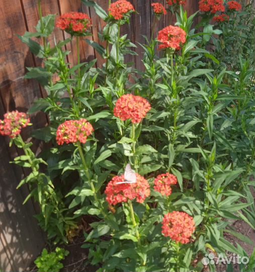 Многолетние цветы