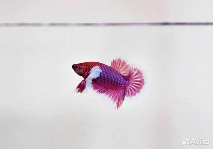 Петушок Плакат Дамбо пурпурный (Betta splendens v