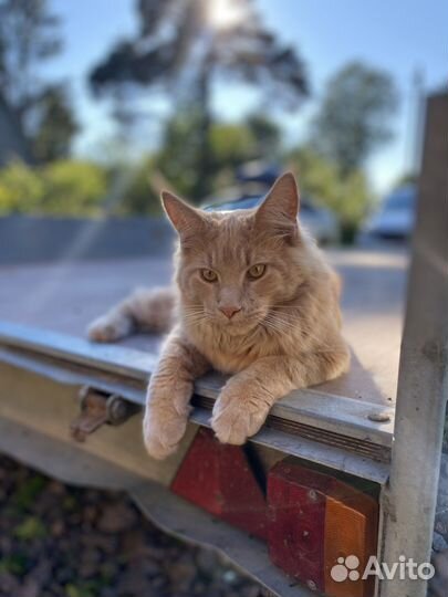 Кот мейн-кун вязка