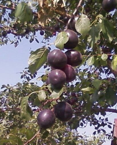 Вишня, Черешня, Абрикосы, Персики. Саженцы