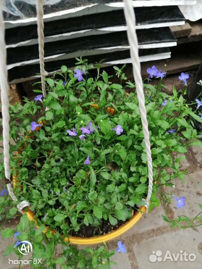 Лобелия ампельная