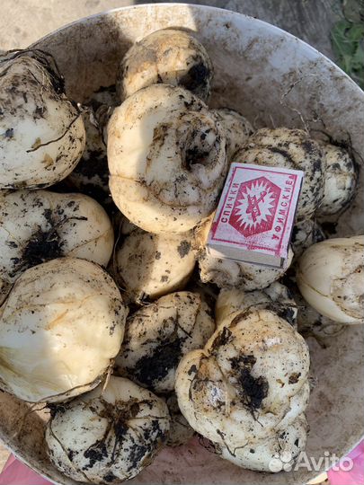 Рябчик императорский