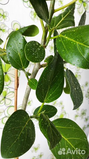 Фикус бенгальский Одри