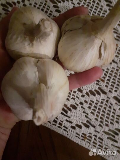 Ампельная Петунья Тайдел,Лобелия плетистая