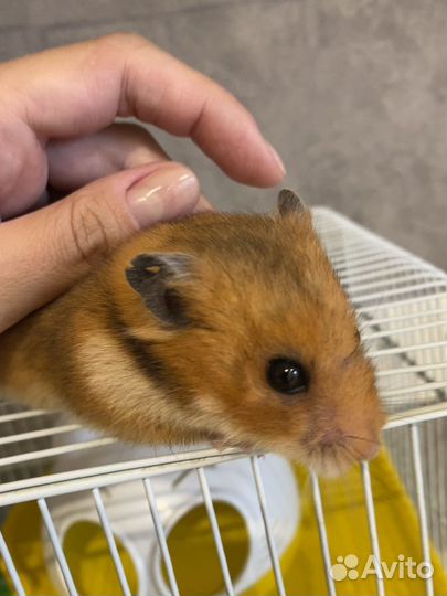 Хомяк с клеткой