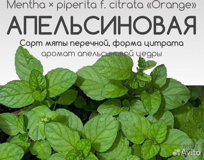 Уникальные сорта мят, удивите себя и близких