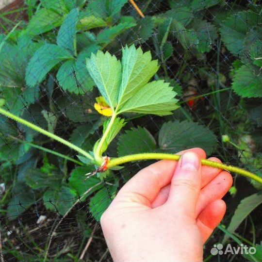 Усы Клубники