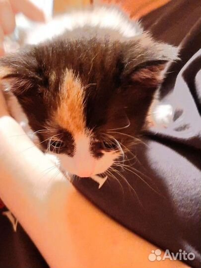 Котята британские