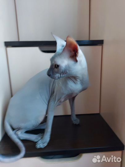 Донской сфинкс